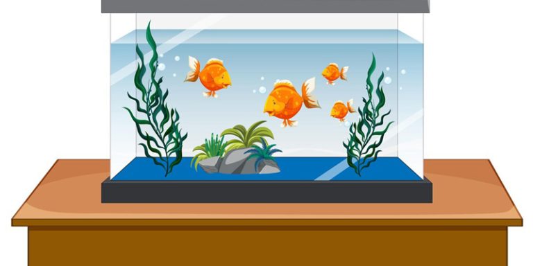 Fish Tank in the Kitchen